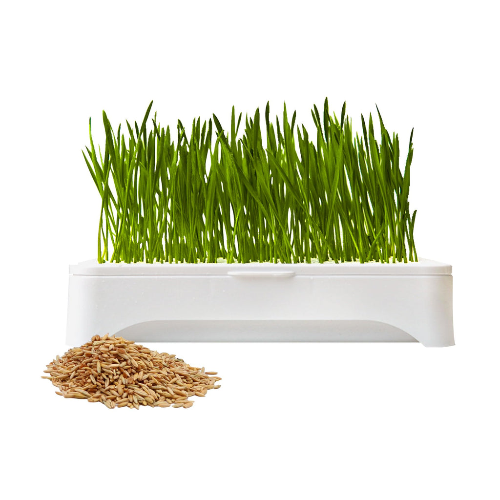 Cat Grass Kit with Organic Seeds Mix and Hydroponic Sprout Tray O448830