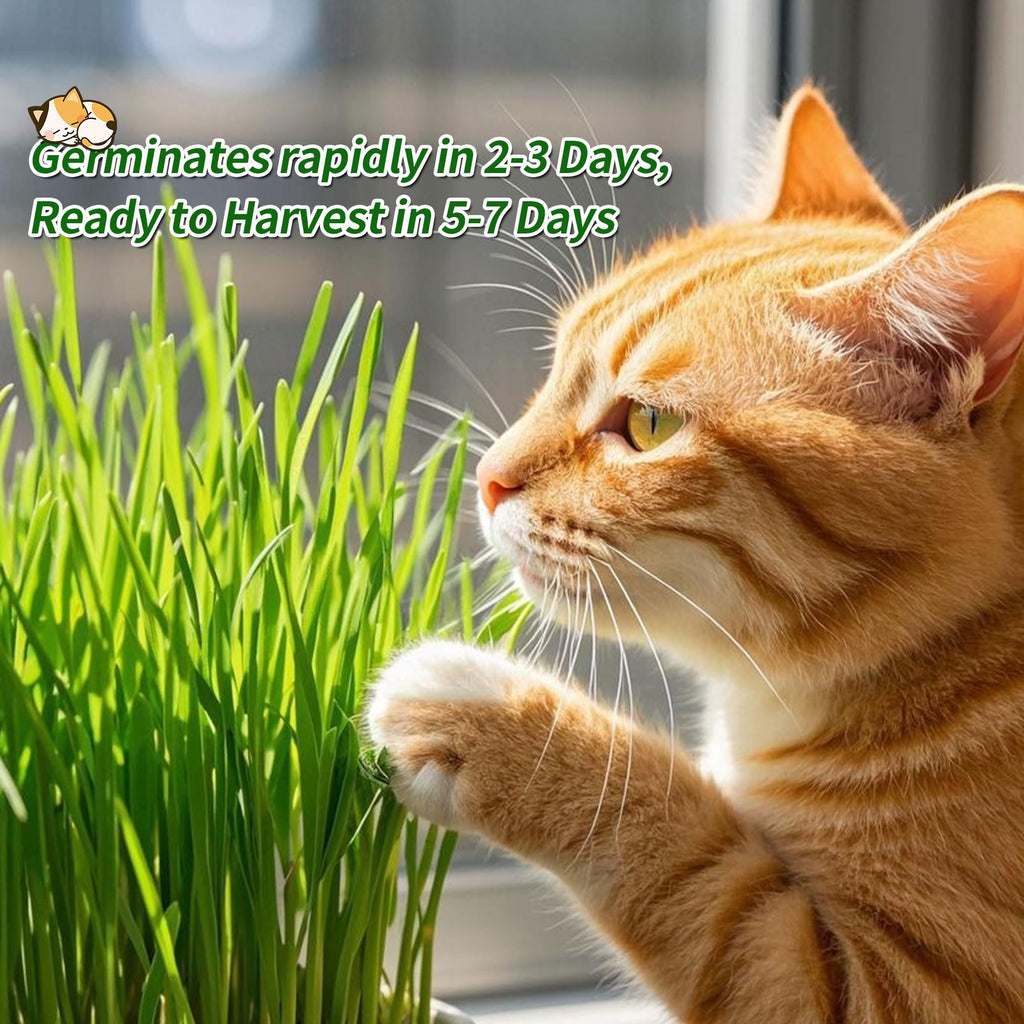 Cat Grass Kit with Organic Seeds Mix and Hydroponic Sprout Tray O448830