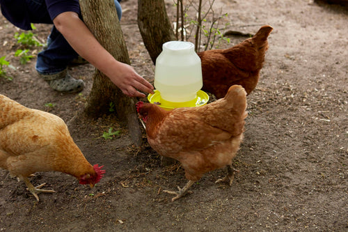 1 Gallon Yellow Plastic Poultry Waterer U60805