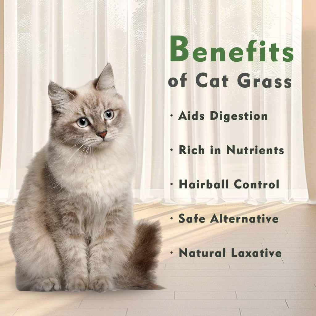 Cat Grass Kit with Organic Seeds Mix and Hydroponic Sprout Tray O448830
